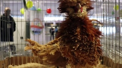yaris - 'En bakımlı' süs tavukları şampiyonluk için yarışıyor - İSTANBUL  Videosu