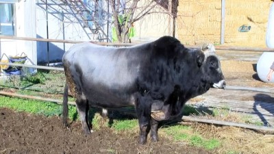borat -  Türkiye’nin ilk klon sığırları yaşamlarını sürdürüyor  Videosu