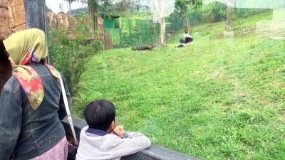 dogal yasam alani - Çin'in diplomat pandalarına 'sarayda' özenle bakılıyor - CAKARTA  Videosu