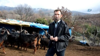 ormanli -  Tokat’ta 90 tane gebe keçiyi çaldılar  Videosu