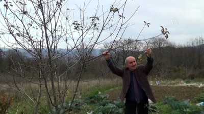 haziran ayi - Elma ağacı kış mevsiminde meyve verdi - ZONGULDAK  Videosu