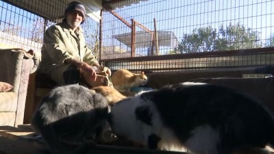 hayvan sevgisi - Sokak hayvanlarının fedakar dostu - İZMİR  Videosu