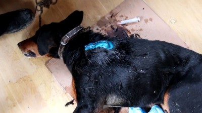 hayvan - Yaban hayvanları av köpeklerine saldırdı - BOLU  Videosu