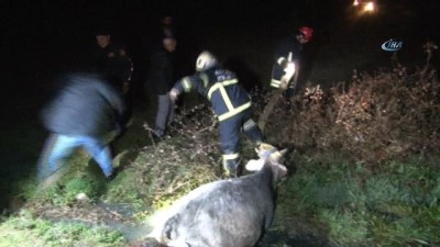 hayvan -  Bataklığa saplanan inek, donmak üzereyken kurtarıldı  Videosu