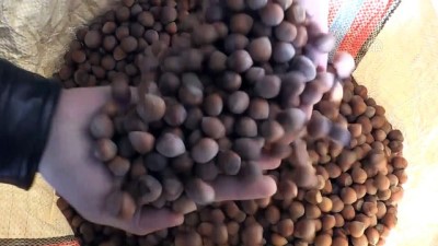 kullar - Fındıkta TSK sevinci - GİRESUN  Videosu