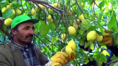 ihracat - Limon dalında 1 lira 80 kuruştan alıcı buluyor - MERSİN Videosu