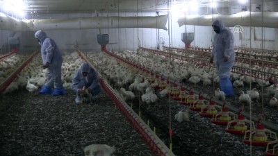 tavuk ciftligi - Manisa'dan Japonya'ya piliç ihracatı  Videosu