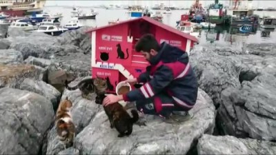 sayilar -  Pendik’te denize nazır kedi evleri  Videosu