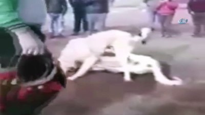 kopek dovusu -  Köpekleri dövüştürüp çocuklara izlettirdiler  Videosu