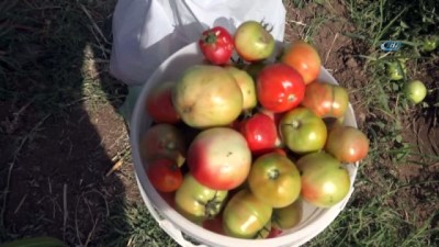 yerli uretim -  Tarladan sebzeleri kendileri toplayıp satın alıyorlar  Videosu