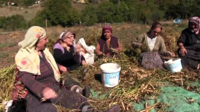 bakanlik -  - Artvin’de imece usulüyle türküler eşliğinde kuru fasulye hasadı gerçekleştirildi Videosu