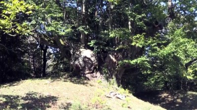 600 yıllık anıt ağaç köylünün geçim kaynağı - SİNOP 
