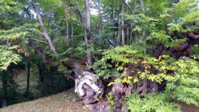  600 yıllık anıt ağacı köylünün geçim kaynağı olmaya devam ediyor