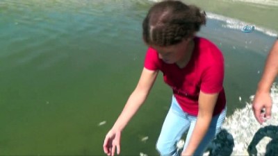 yazili aciklama -  Balık ve kerevitlerin ölüm nedeni oksijensizlik  Videosu