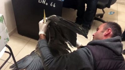  Bitkin vaziyette bulunan gri balıkçıl kuşu tedavi edildi 