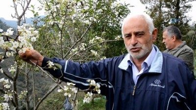 sonbahar -  Ordu'da armut ağacı meyvesi üzerinde çiçek açtı  Videosu
