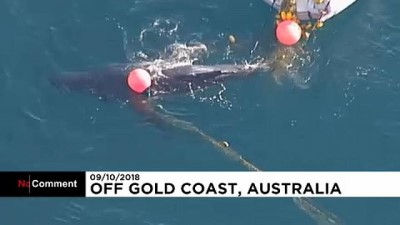 balina - Avustralya'da köpek balığı ağına takılan balina yavrusu kurtarıldı  Videosu