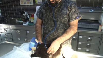 Ayakları parçalanan kedi tedavi edildi 