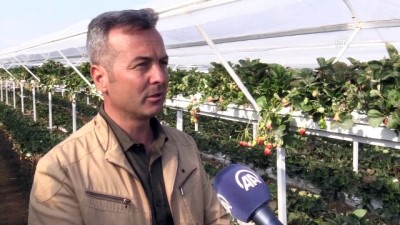 organik yumurta - 'Bahçe' hayalleri 'Çilek Park'a dönüştü - ESKİŞEHİR  Videosu