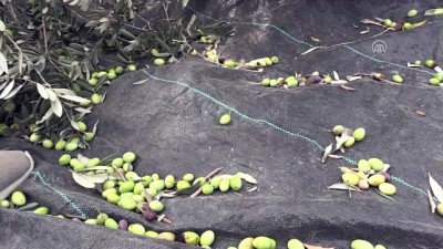 zeytin agaci - Batı Şeria’da zeytin hasadı ve Yahudi yerleşimci sorunu (1) - NABLUS  Videosu