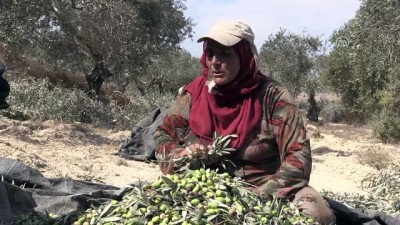 zeytin agaci - Batı Şeria’da zeytin hasadı ve Yahudi yerleşimci sorunu (2) - NABLUS  Videosu