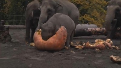 hayvanat bahcesi - Fillerin bal kabağı ziyafeti Videosu
