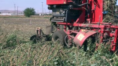  Tarlada pancar mesaisi 