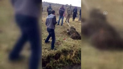 Van'da aracın çarptığı ayı yaralandı 