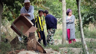 Yaralı bulunan baykuş tedavi altına alındı - MALATYA 
