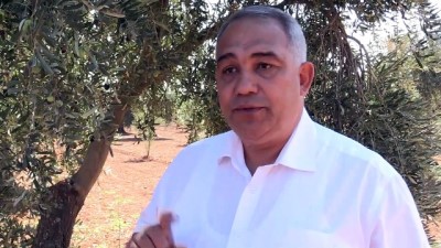 zeytin agaci - 'Fıstık kenti' zeytincilikte de iddialı - GAZİANTEP  Videosu