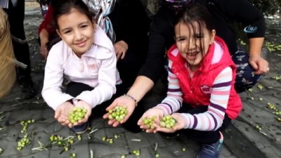 zeytin agaci -  Gömeç’te zeytin hasadı şenliği coşkusu  Videosu