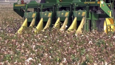 'Makineli hasat' pamuk üreticisinin yüzünü güldürüyor - ŞANLIURFA 