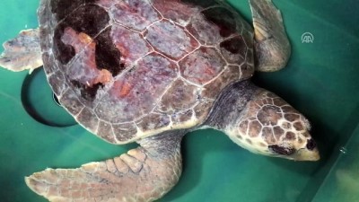 Mersin'de tedavi edilen deniz kaplumbağaları suyla buluştu 