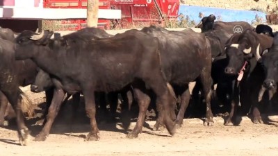manda sutu - Yerli ırk mandada et ve süt üretimi artırıldı - AFYONKARAHİSAR  Videosu