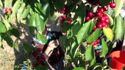 erken uyari sistemi -  Doluya karşı dolu topu... Geliştirilen cihaz ile meyvelerini doludan koruyorlar  Videosu