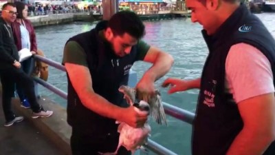  Galata Köprüsü'nde balıkçıların oltasına balık değil, martı takıldı 