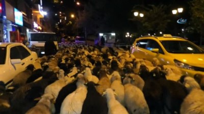  Şehir merkezinden geçen koyun sürüsü ilginç görüntüler oluşturdu 