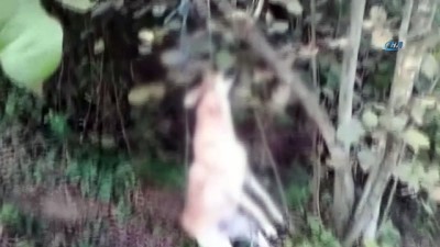hayvan severler -  Tavuklarını yediği iddiasıyla köpeği iple ağaca asarak öldürdü Videosu