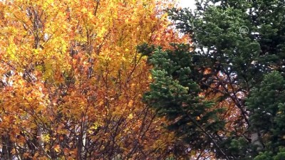 sonbahar - Uludağ sonbahar ile renklendi - BURSA  Videosu