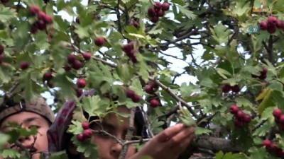 beraberlik -  Çocuklar dağ bayır gezerek alıç topladı  Videosu