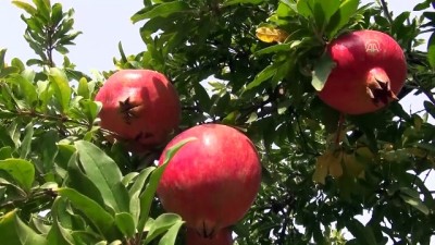 İhtiyaç sahiplerine belediye bahçesinden meyve - ŞANLIURFA 