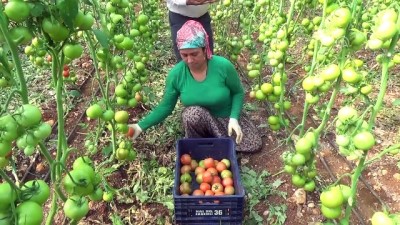 logos - Mersin'de güz domatesi hasadı başladı  Videosu