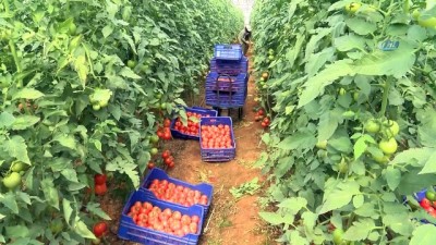 zam sampiyonu -  Antalya'da güzlük domates hasadı başladı  Videosu