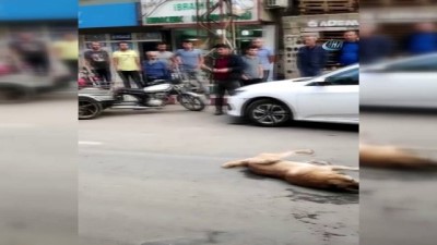 hayvan haklari -  Mardin'de dehşete düşüren görüntüler... Zehirlenen köpekler sokak ortasında böyle can çekişti  Videosu