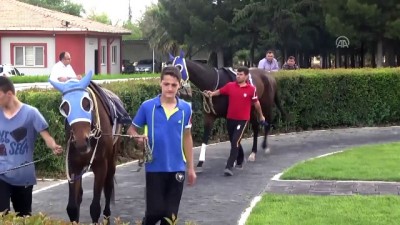yaris ati - Şanlıurfa'da yarış atı ölümleri Videosu