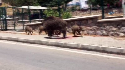 kisla -  Tatil cennetinde domuzlar şehre indi  Videosu