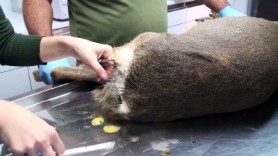 hayvanat bahcesi - Yaralı karaca tedavi altına alındı - BARTIN Videosu