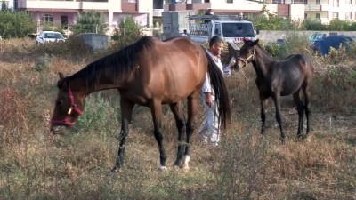 yaris ati -  Çalındı denilen İngiliz atı ve yavrusu bulundu  Videosu