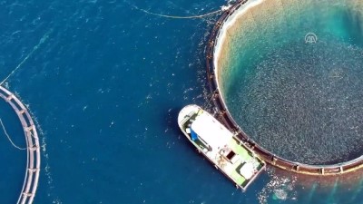 dogal bal - Ortadoğu'nun balığı Doğu Akdeniz'den - HATAY  Videosu