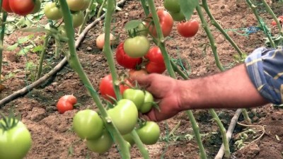 pazar fiyatlari -  Türkiye'nin domates merkezi ilçesinden tüketiciye müjdeli haber  Videosu